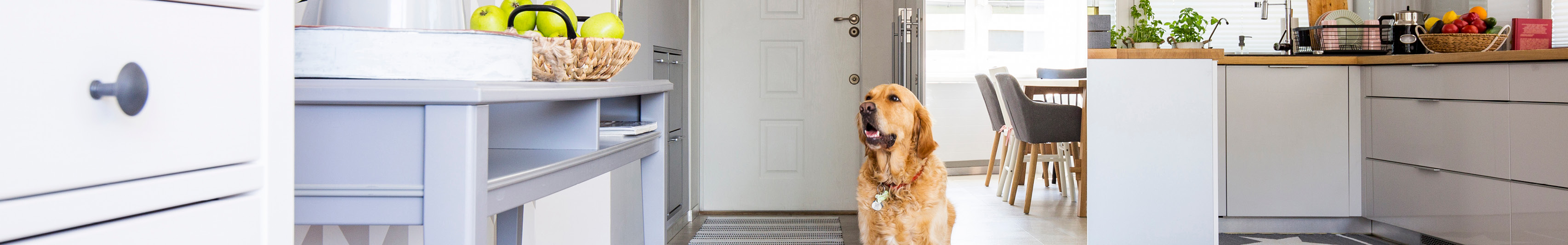 Dog happy in renovated Queensland home 